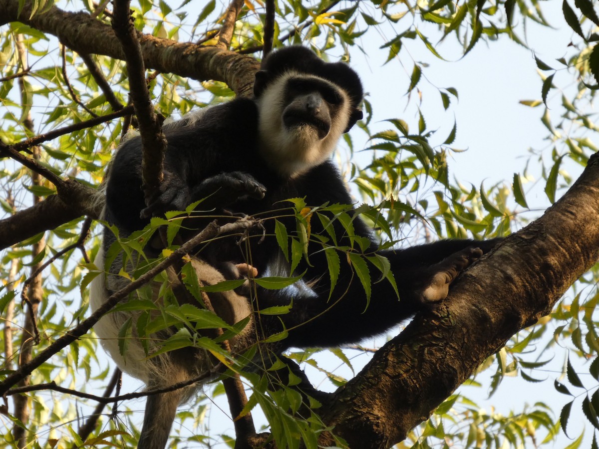 アビシニアコロブス - ML646832053