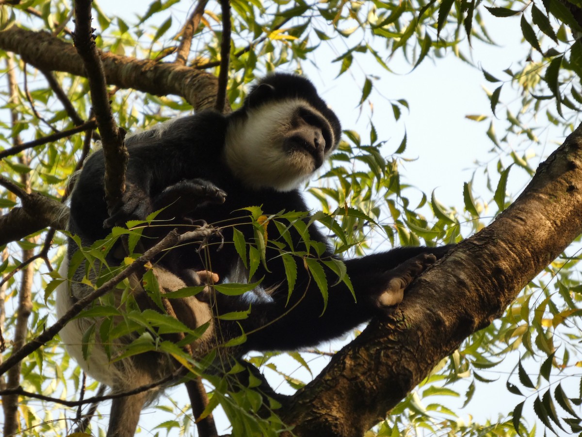 アビシニアコロブス - ML646832054