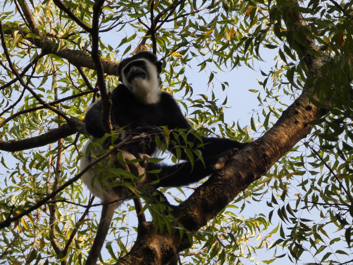 アビシニアコロブス - ML646832055