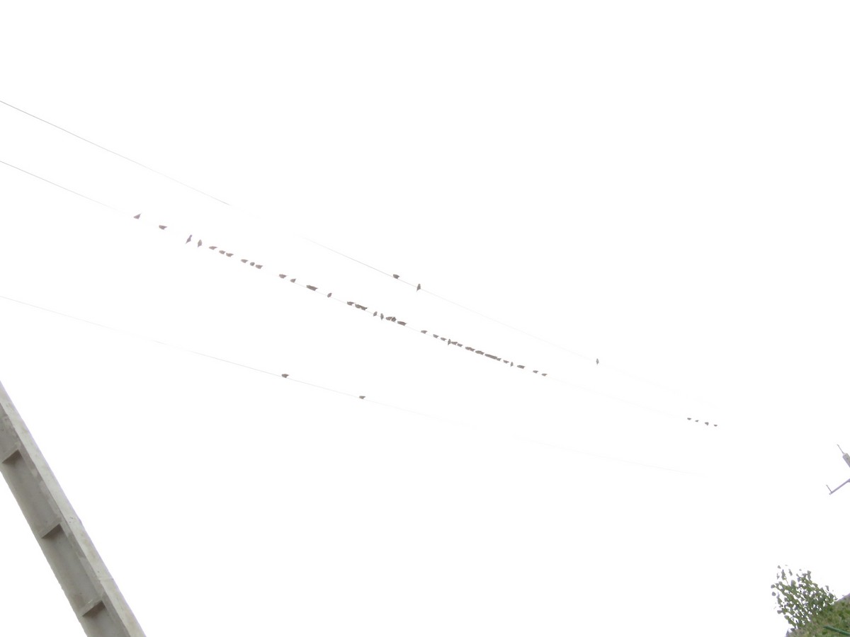 Rock Sparrow - ML646832056