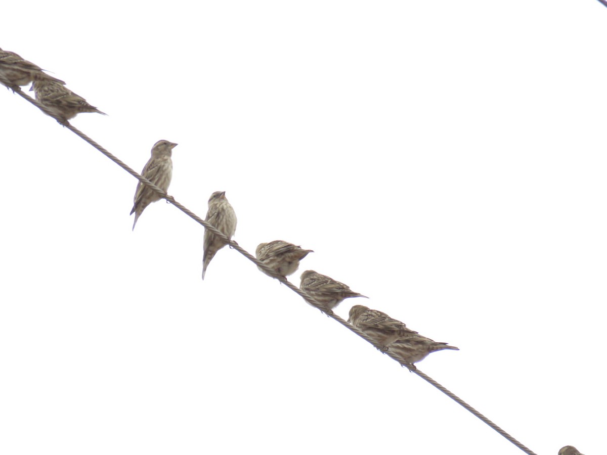 Rock Sparrow - ML646832057