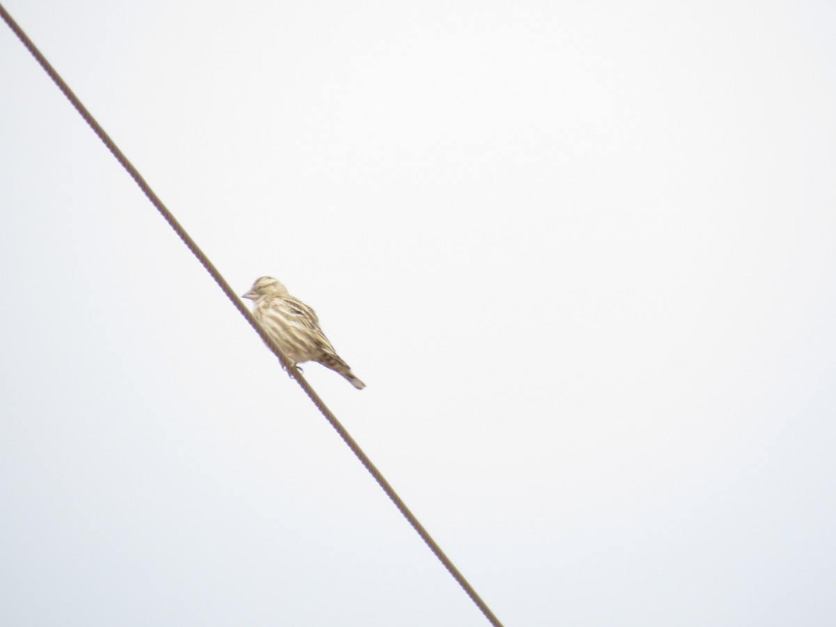Rock Sparrow - ML646832058