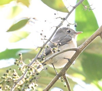 Euli-txori arrea - ML646832059