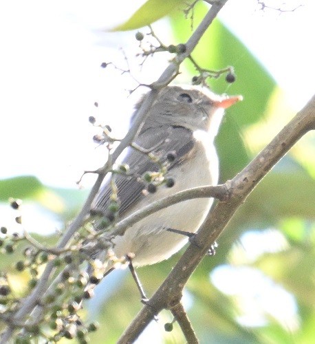 Euli-txori arrea - ML646832060