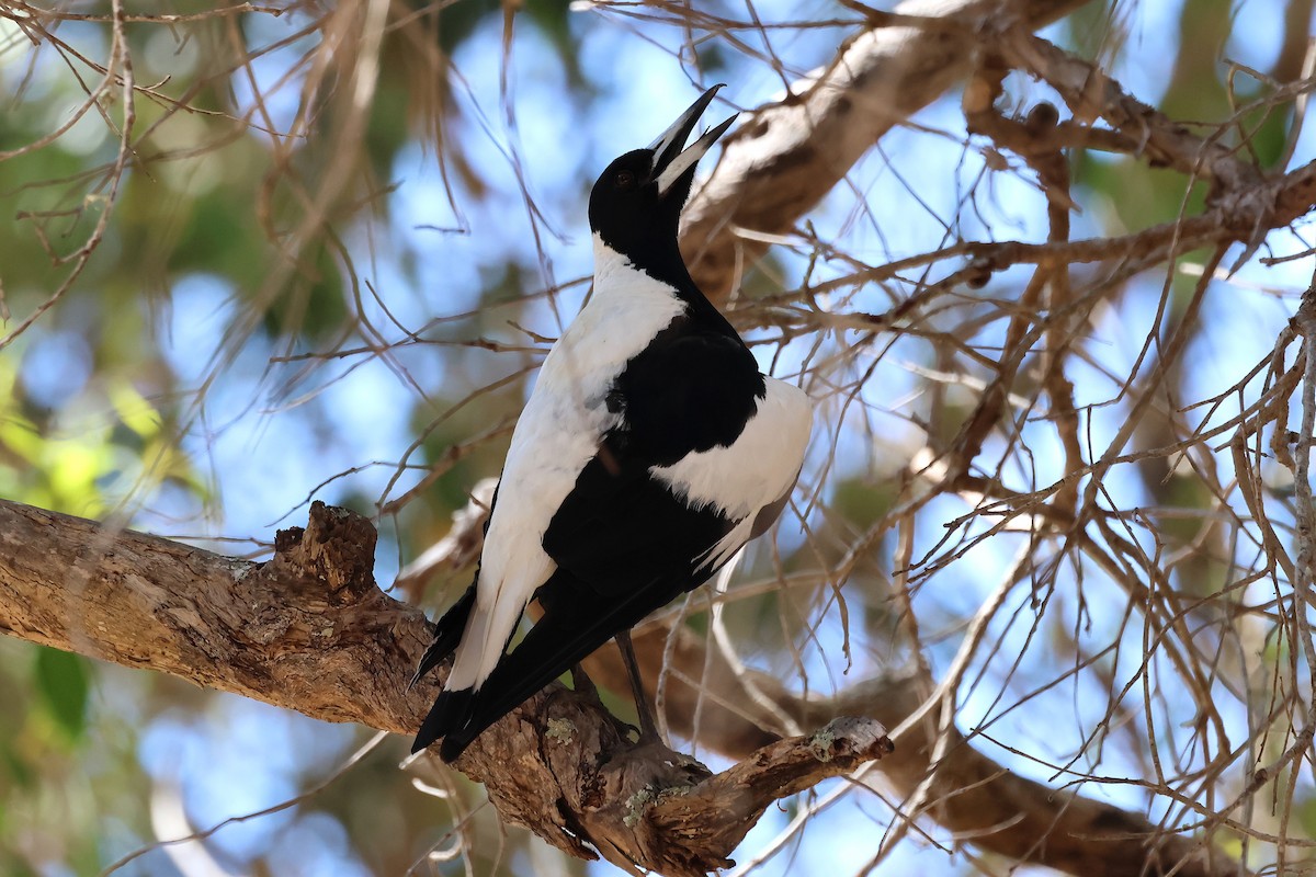 Australian Magpie (Western) - ML646832062