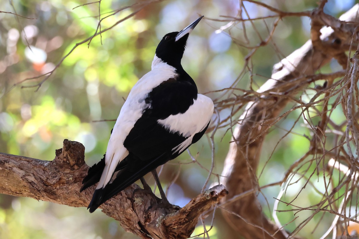 Australian Magpie (Western) - ML646832063