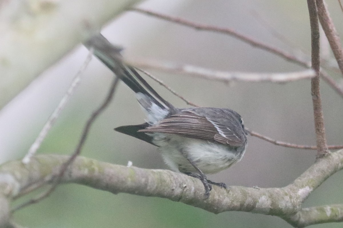 Gray Fantail - ML646832064