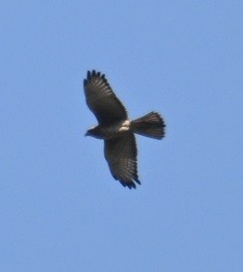 White-eyed Buzzard - ML646832066