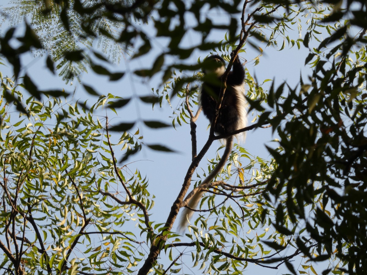 アビシニアコロブス - ML646832068