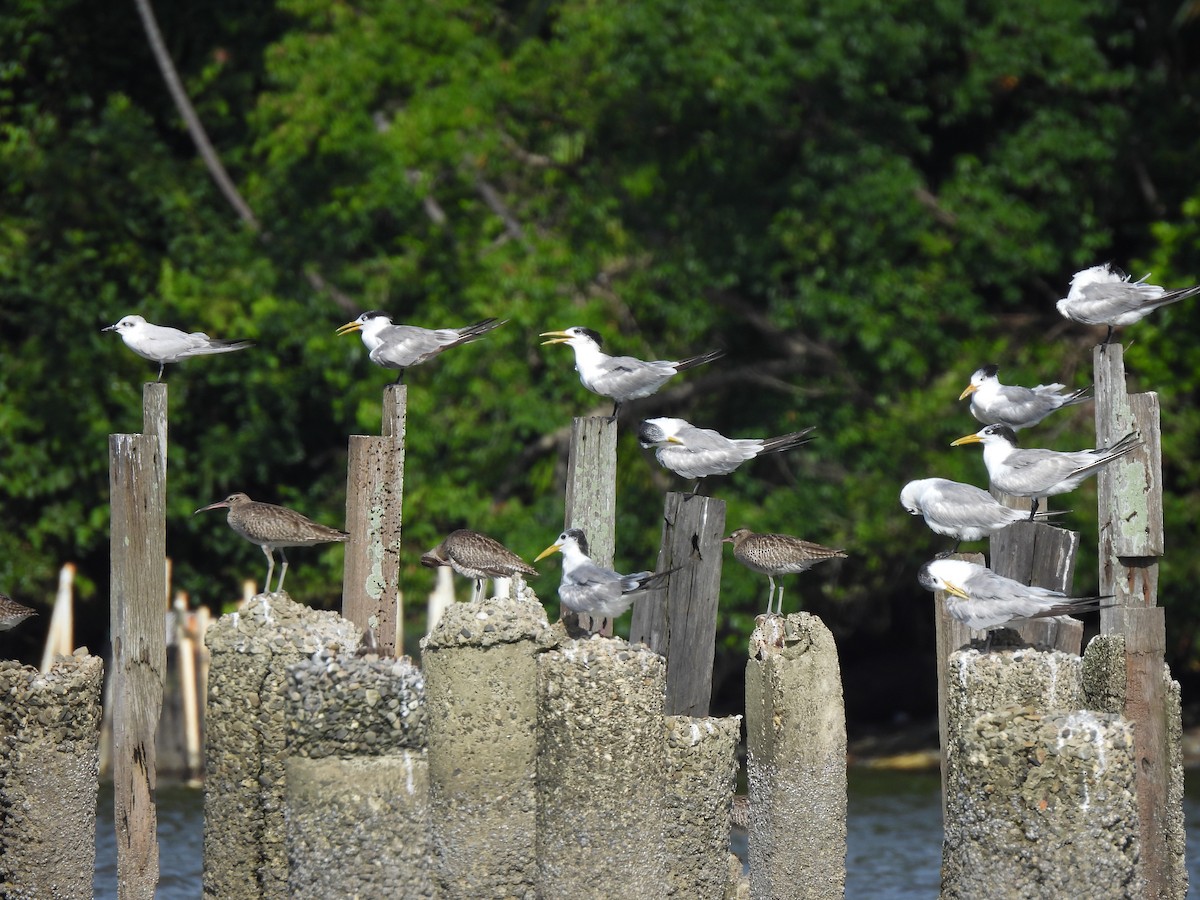 שחפית עבת-מקור - ML646832069
