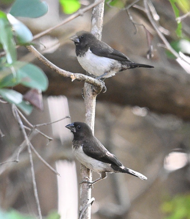 White-rumped Munia - ML646832070