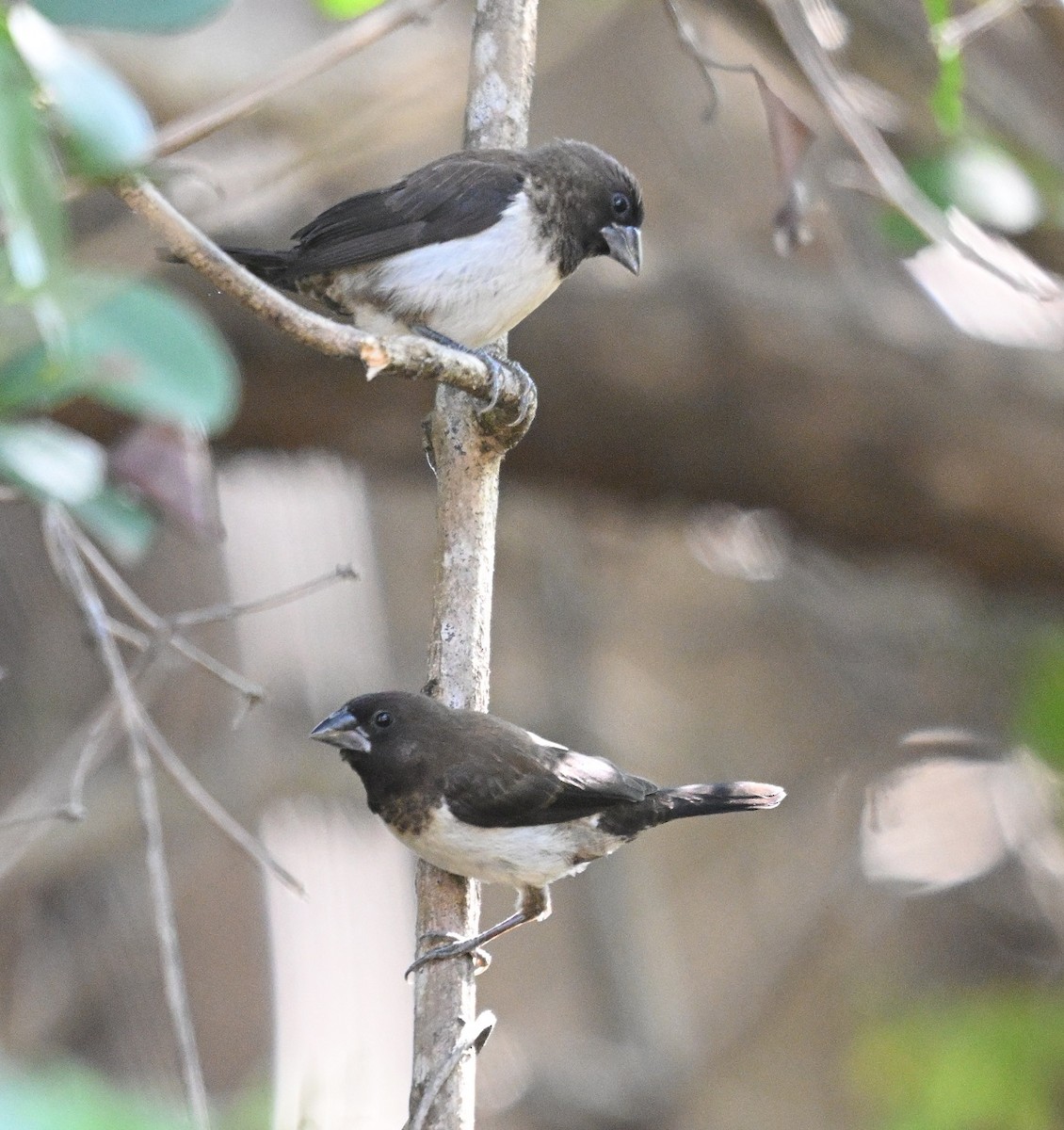 White-rumped Munia - ML646832071