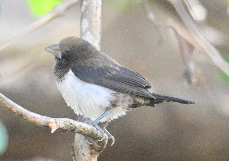 White-rumped Munia - ML646832072
