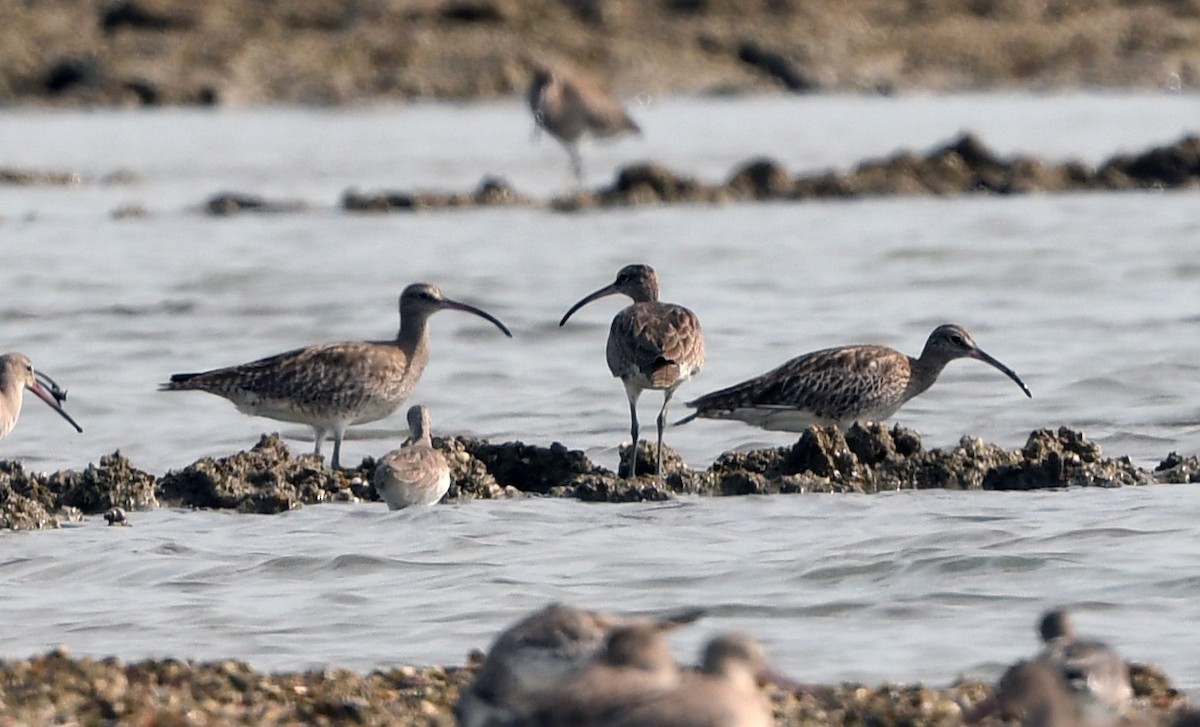 Eurasian Whimbrel - ML646832073