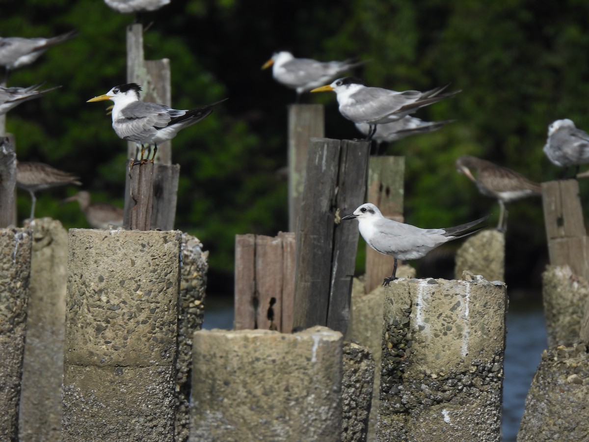 שחפית עבת-מקור - ML646832074