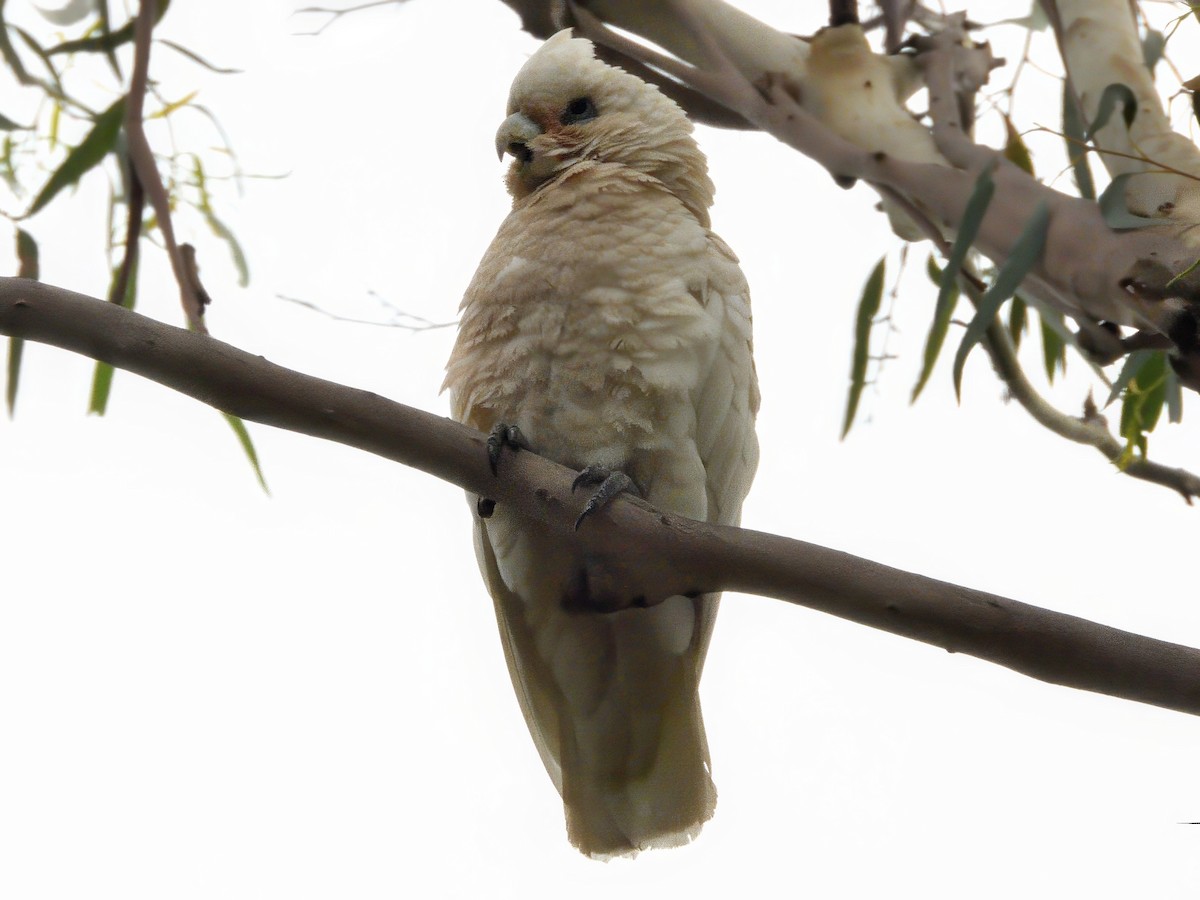 Cacatoès corella - ML646832075