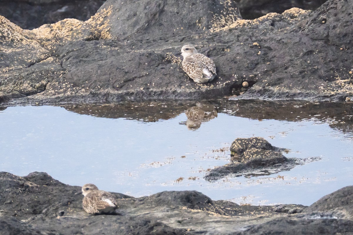 ダイゼン - ML646832077