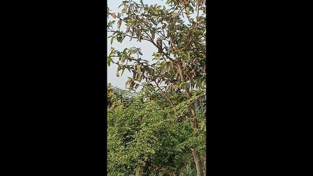 褐耳鷹 - ML646832082