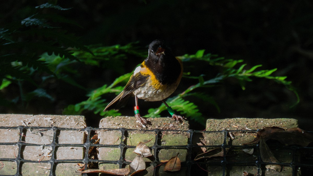 Stitchbird - ML646832083