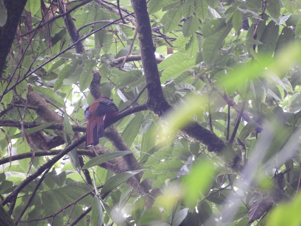 Red-headed Trogon - ML646832084