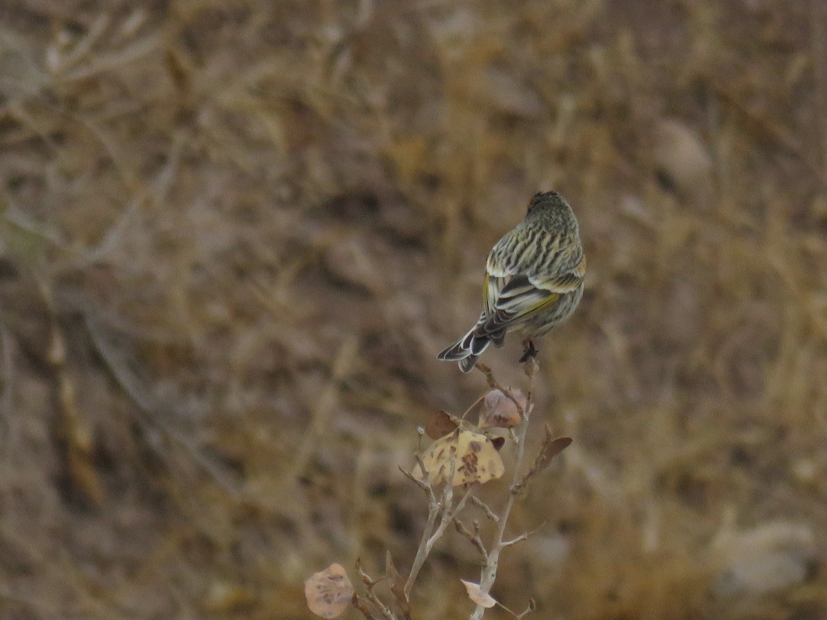 Fire-fronted Serin - ML646832092