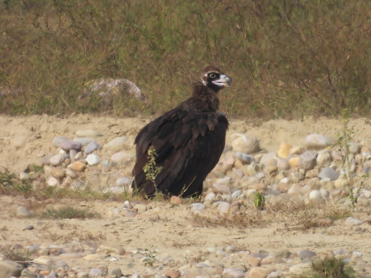 Mönchsgeier - ML646832094