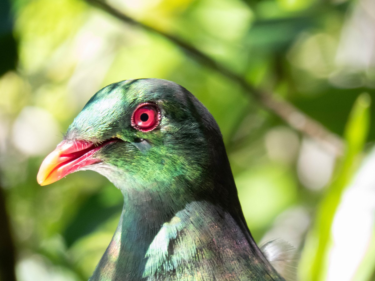 New Zealand Pigeon - ML646832095