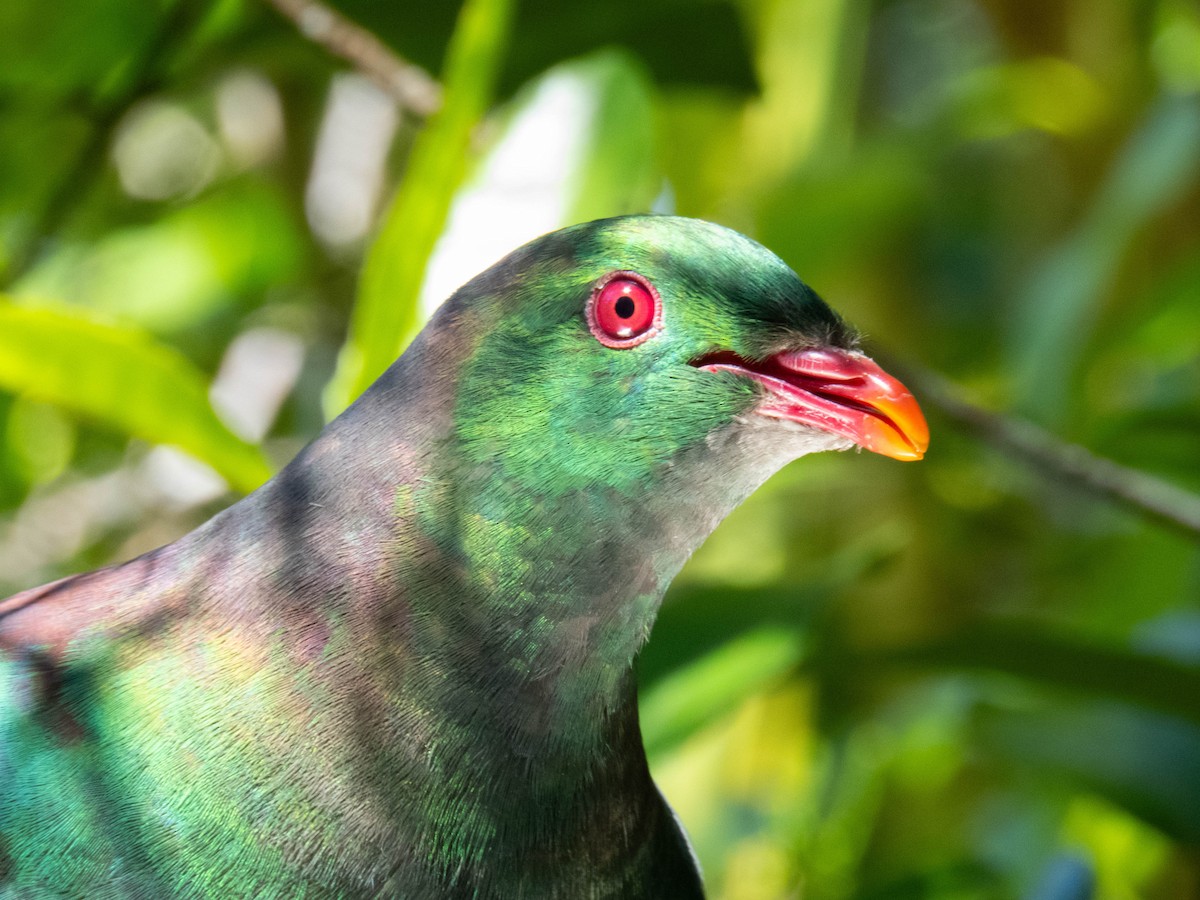 New Zealand Pigeon - ML646832096