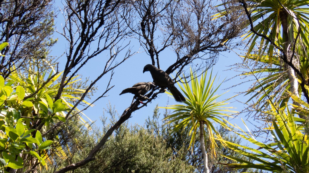 North Island Kokako - ML646832098