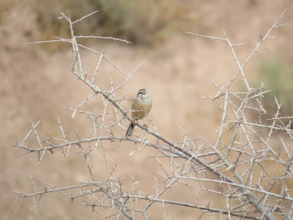 Rock Bunting - ML646832099