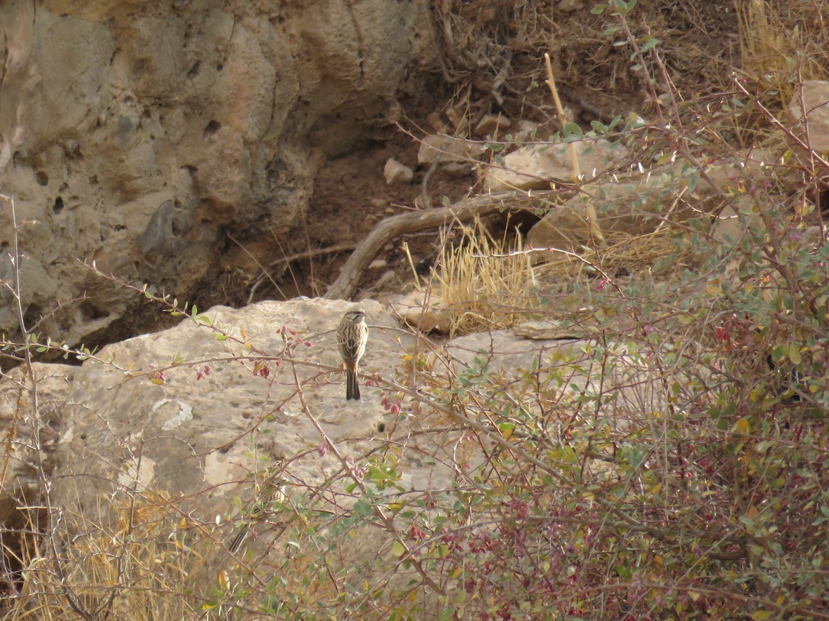 Rock Bunting - ML646832100