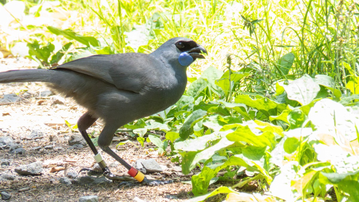 North Island Kokako - ML646832101