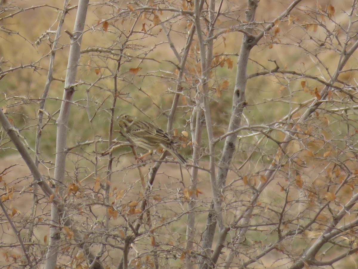 Corn Bunting - ML646832102