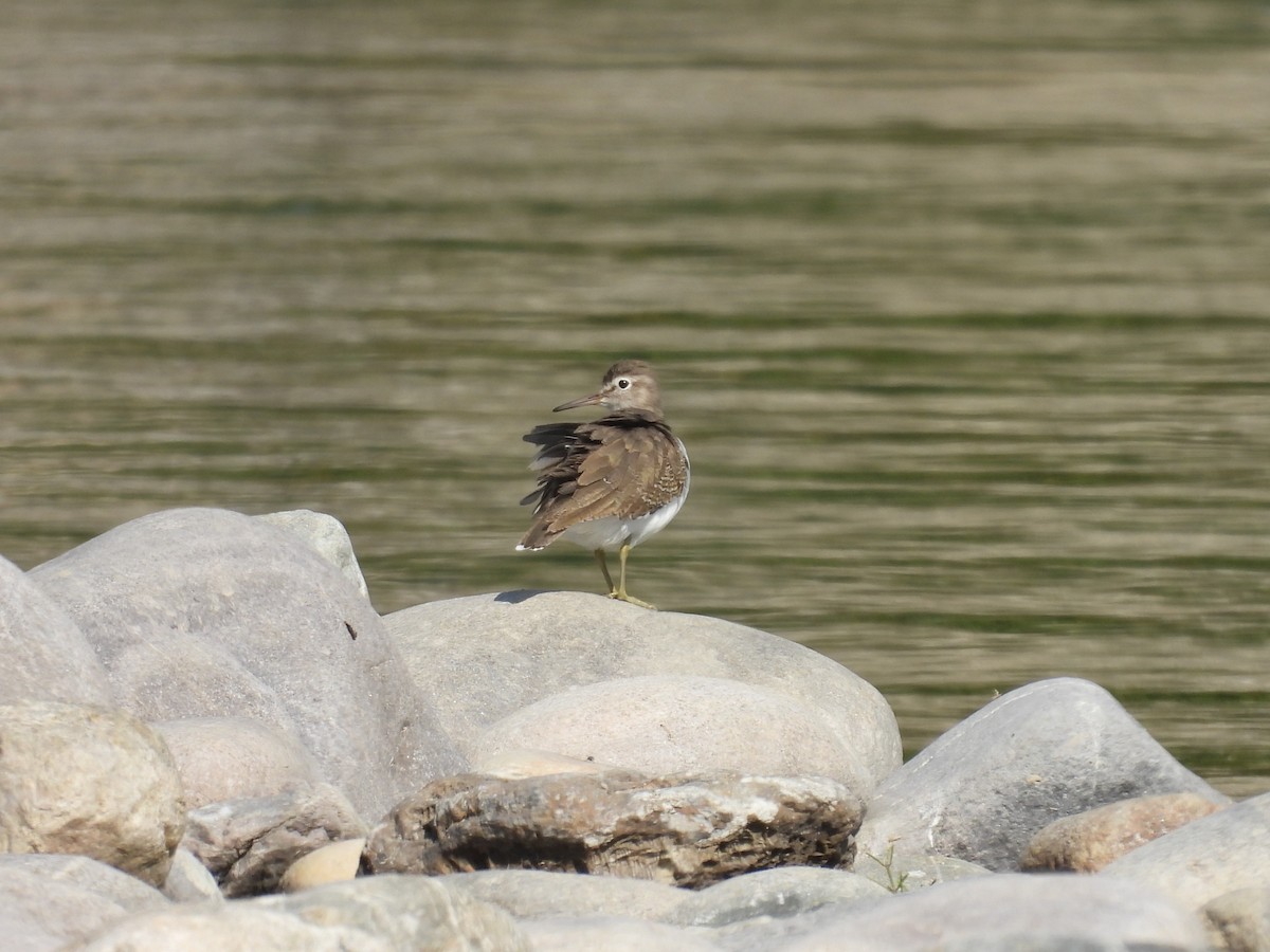 Common Sandpiper - ML646832103