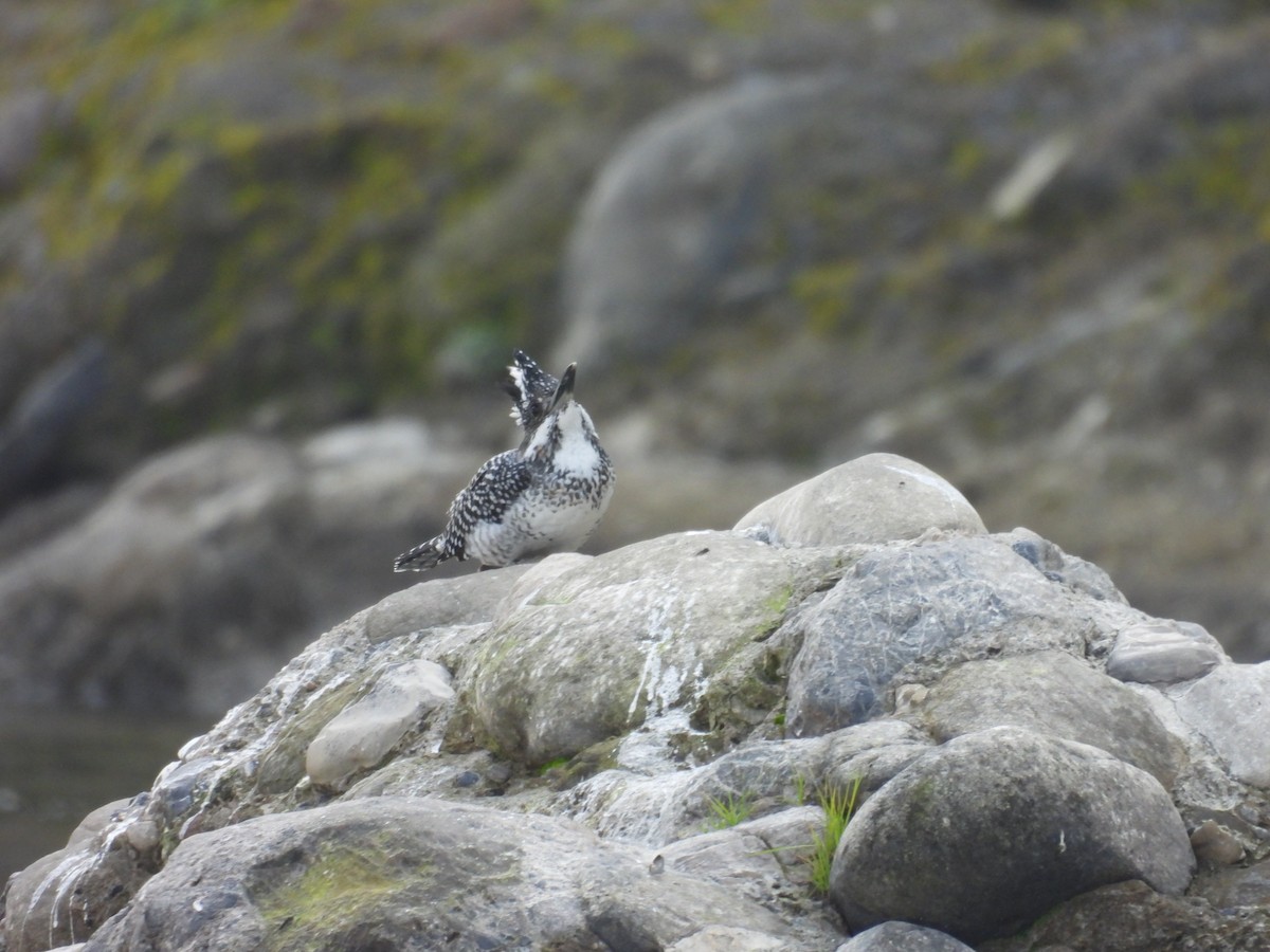 Crested Kingfisher - ML646832104