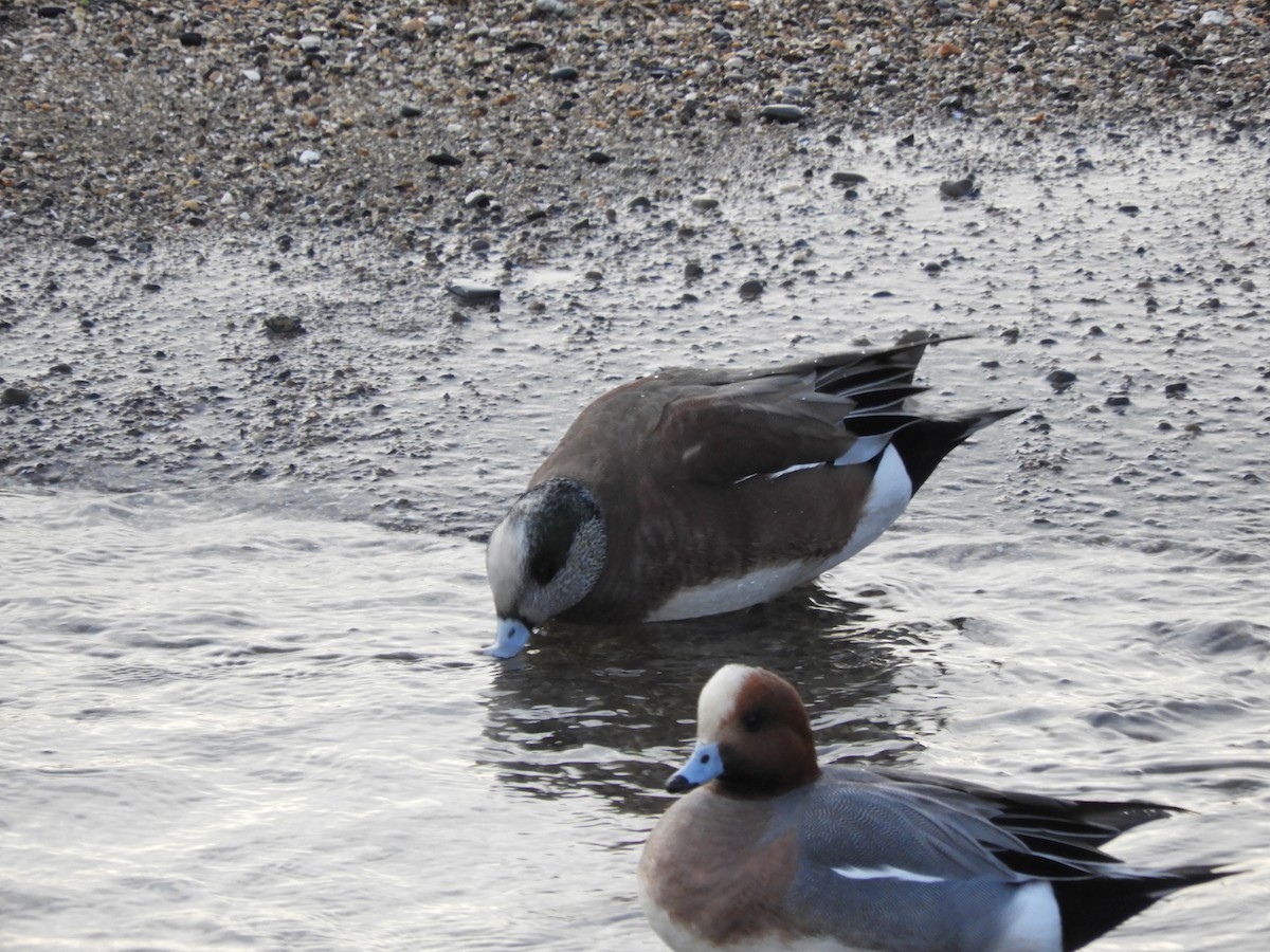 American Wigeon - ML646832112