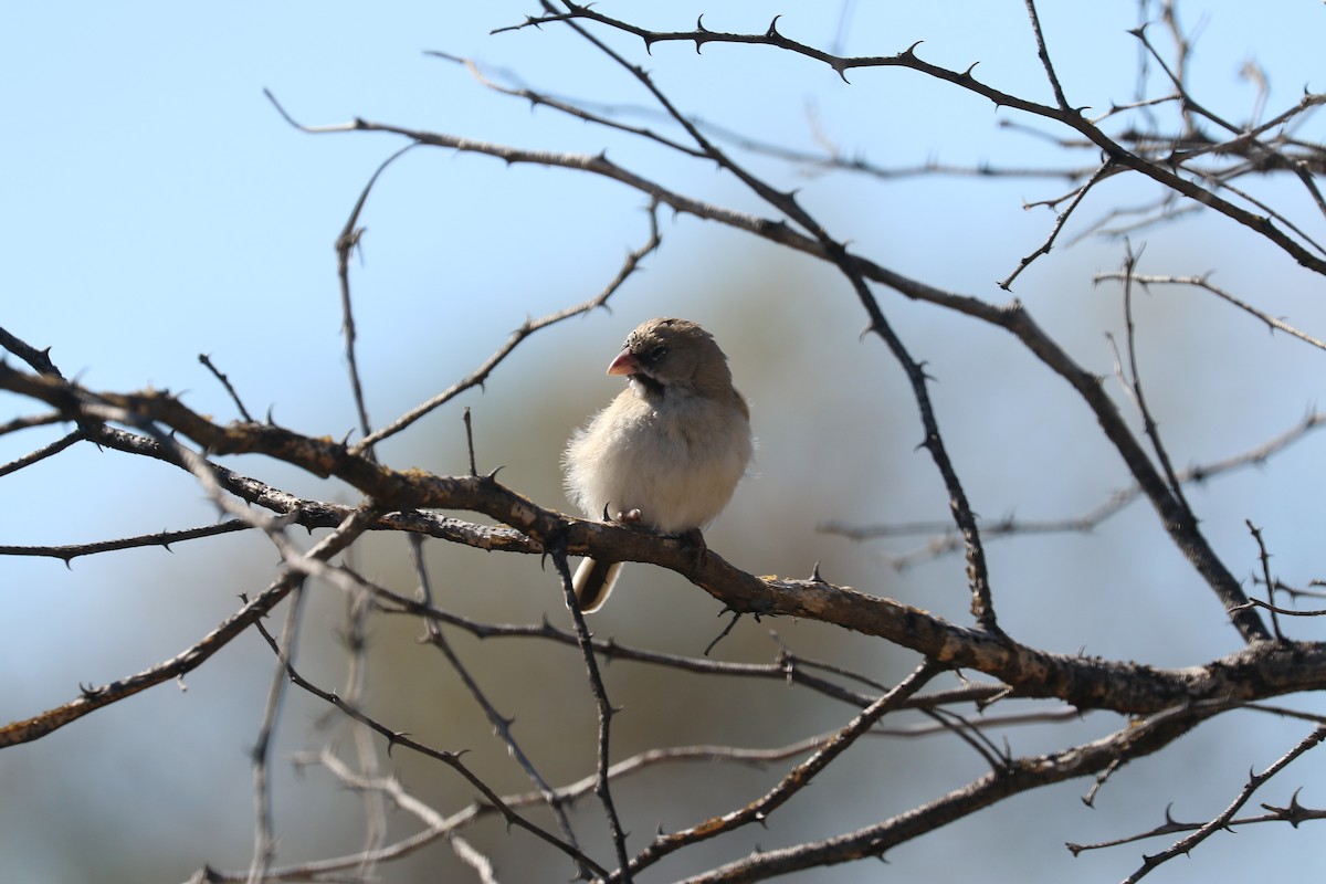 Scaly Weaver - ML646832114