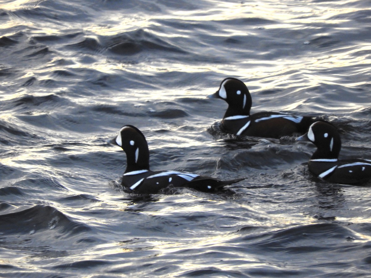 Harlequin Duck - ML646832116