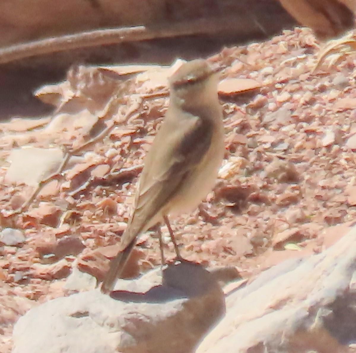 Дормілон плямистодзьобий - ML646832117