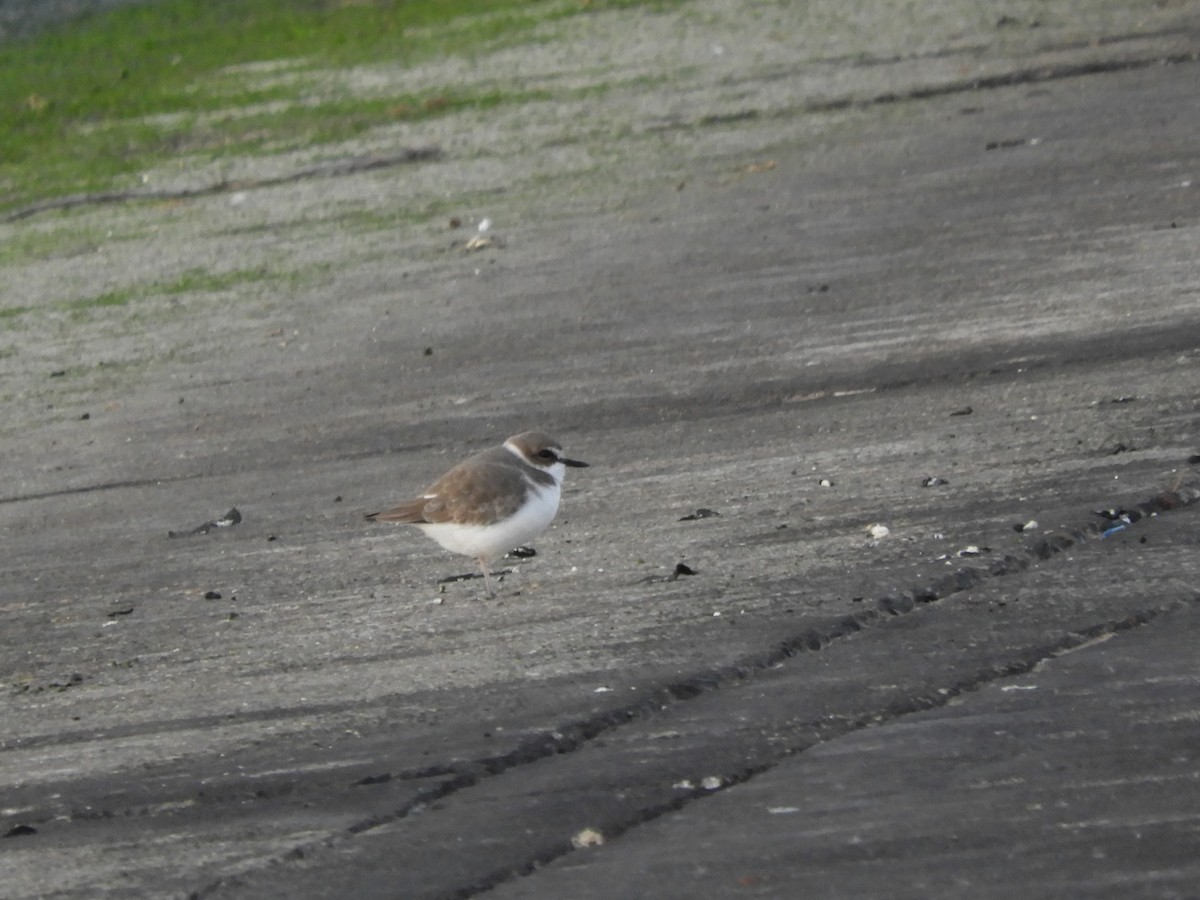 Kentish Plover - ML646832118