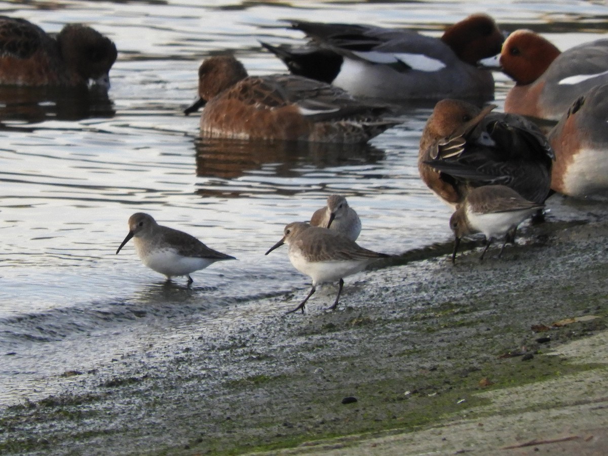 Dunlin - ML646832119