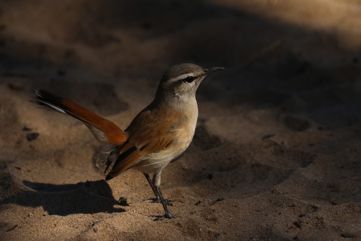 Kalahari Scrub-Robin - ML646832124