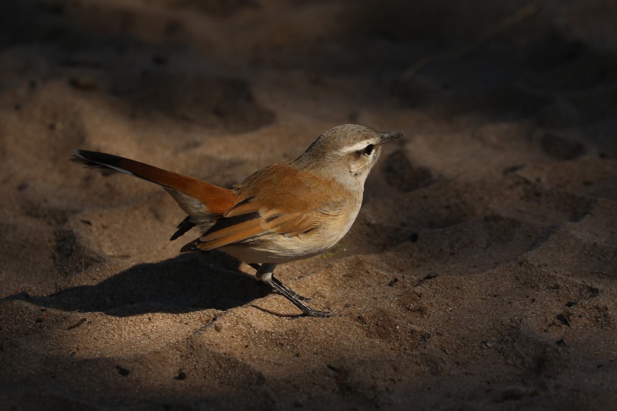 Kalahari Scrub-Robin - ML646832125