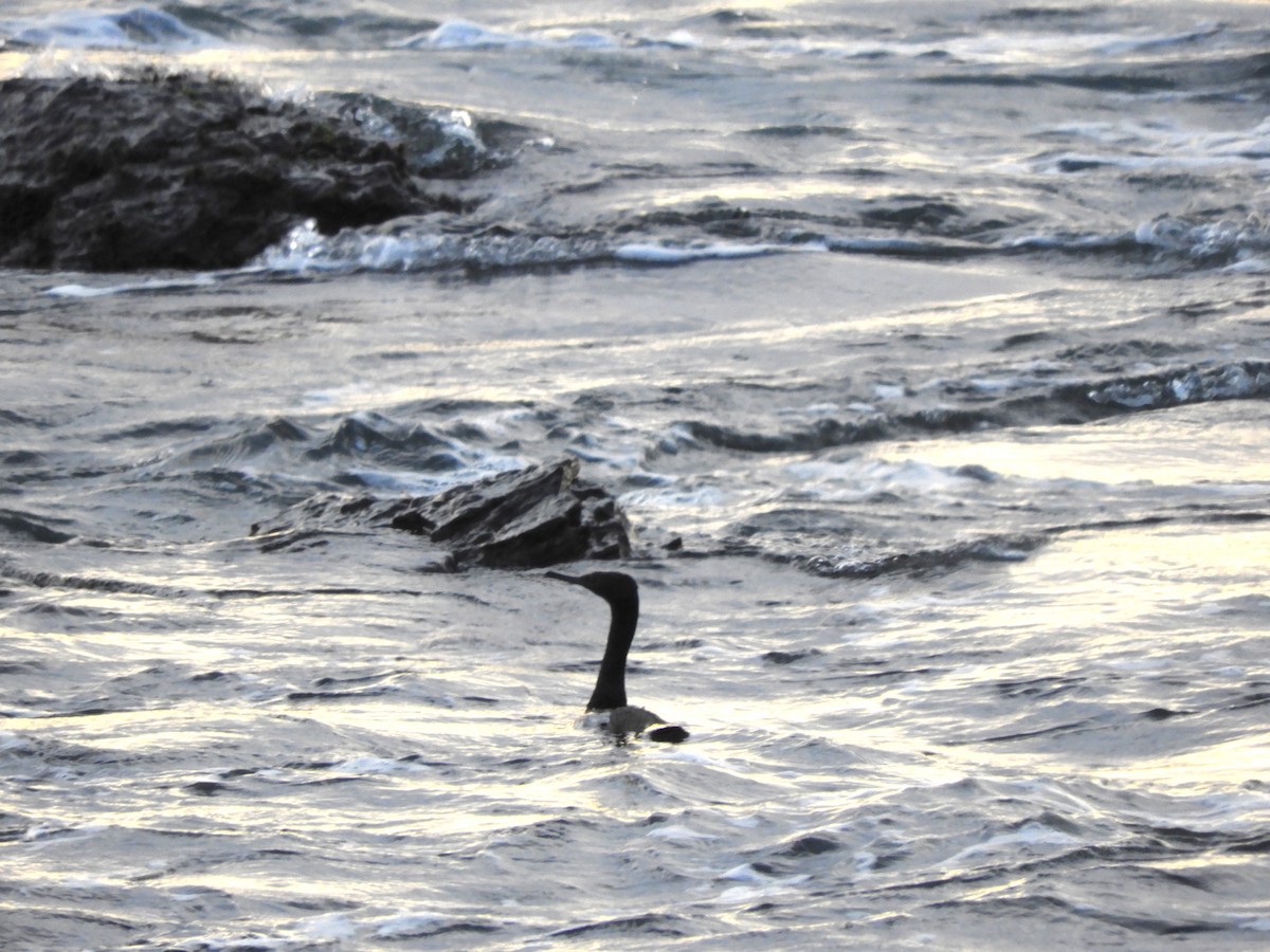 Pelagic Cormorant - ML646832126