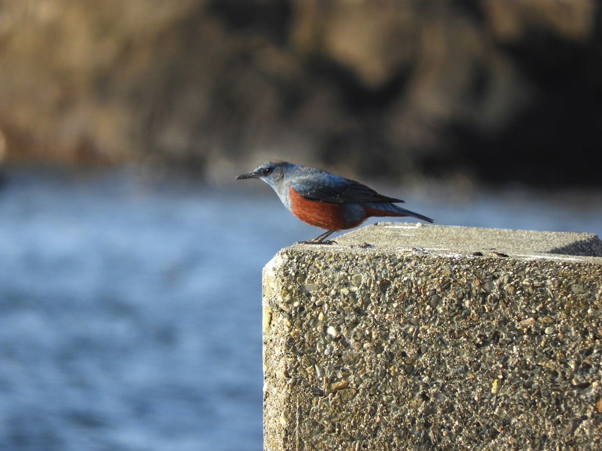 Blue Rock-Thrush - ML646832131