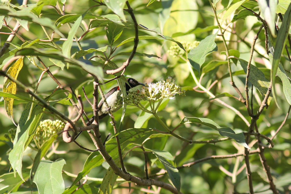 Souimanga sombre - ML646832132