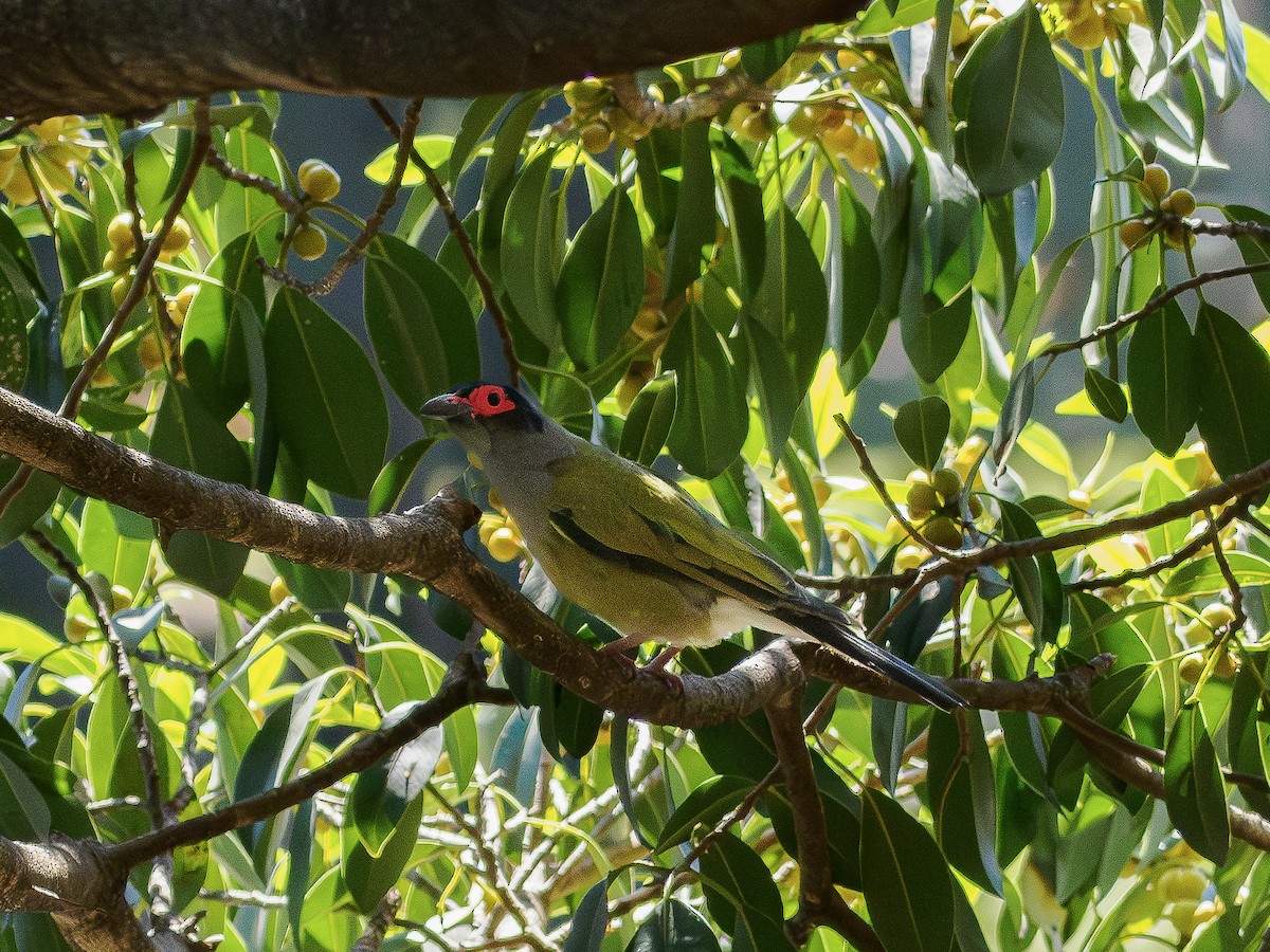 Australasian Figbird - ML646832149