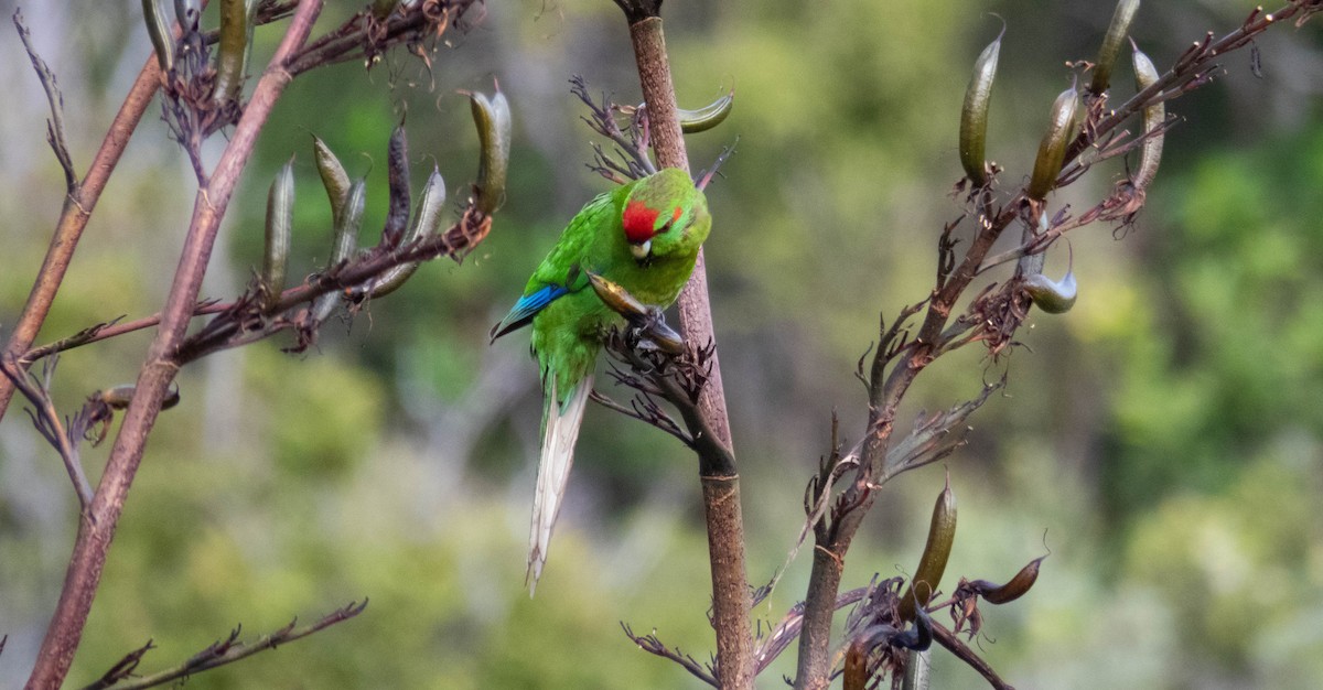 Red-crowned Parakeet - ML646832151