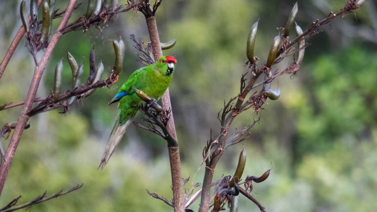 Red-crowned Parakeet - ML646832152