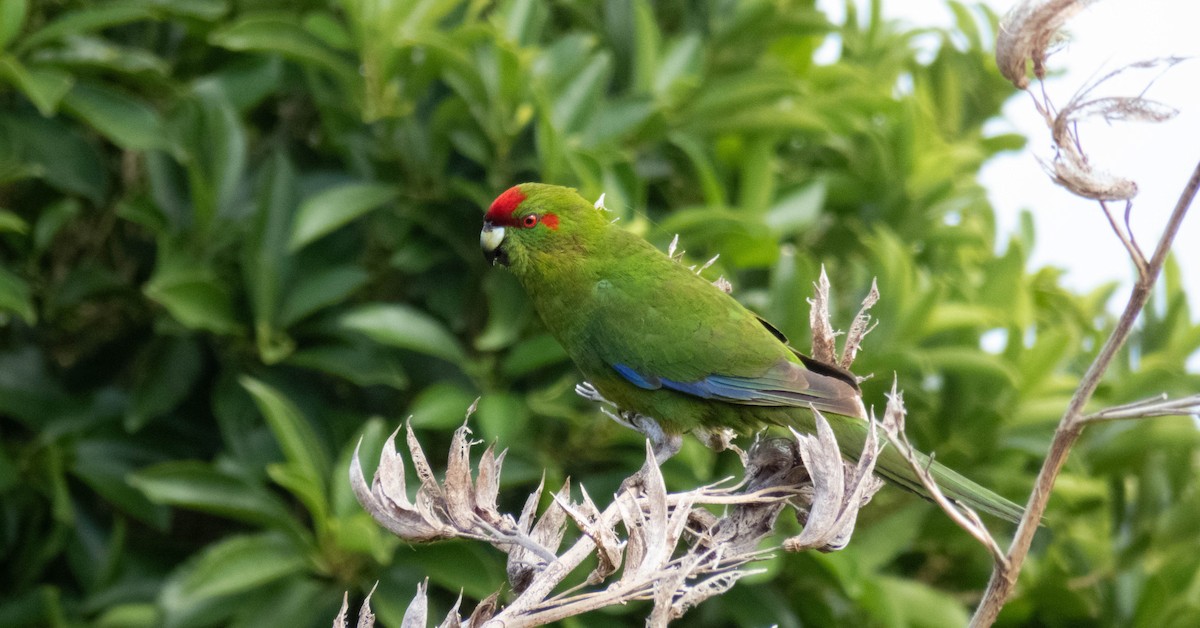 Red-crowned Parakeet - ML646832153